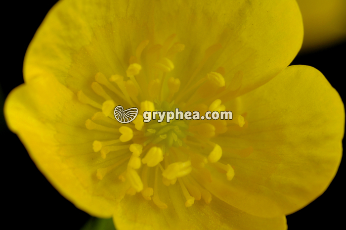 Renoncule (Ranunculus arvensis) - fleur épanouie montrant pistil et étamines - gryphea.com